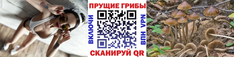 Псилоцибиновые грибы Cubensis Ясный